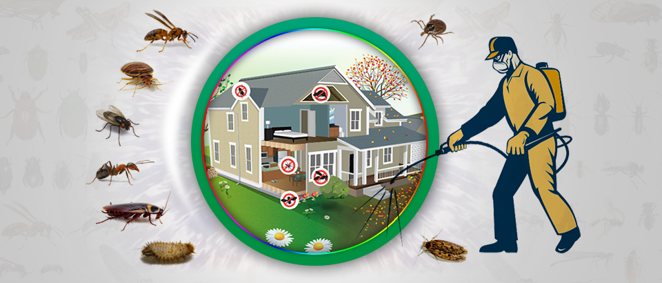 Termite Control Service